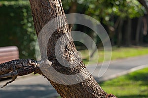 Changeable Lizard camouflage itself for survive