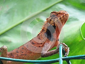 Oriental Garden Lizard in Red and Black Breeding Colors