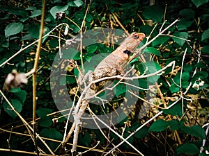 Oriental garden lizard or changeable garden lizard.