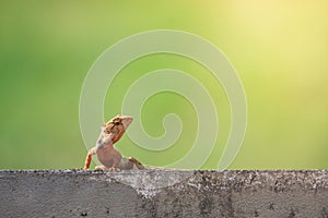 Oriental garden lizard or Changeable lizard (Calotes versicolor) lazy lying on grunge cement wall.