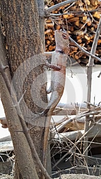 The oriental garden lizard is climbing on the tree.