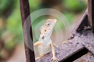 Oriental Garden Lizard climbing up a metal railing