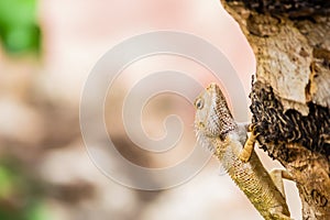 Oriental Garden Lizard climbing up a tree in a garden