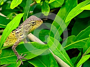 The oriental garden lizard, eastern garden lizard, bloodsucker or changeable lizard is an agamid lizard found widely,