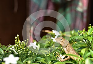 The oriental garden lizard, eastern garden lizard, bloodsucker or changeable lizard is an agamid lizard found widely distribute