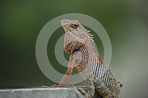 Oriental garden lizard, eastern garden lizard, bloodsucker or changeable lizard Calotes versicolor
