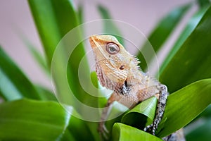 The oriental garden lizard, eastern garden lizard, bloodsucker or changeable lizard Calotes versicolor