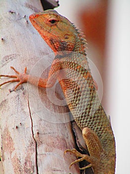 The oriental garden lizard, eastern garden lizard, bloodsucker or changeable lizard Calotes versicolor is an agamid lizard .