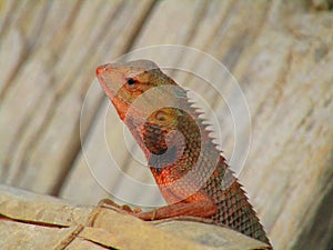 The oriental garden lizard, eastern garden lizard, bloodsucker or changeable lizard Calotes versicolor is an agamid lizard .