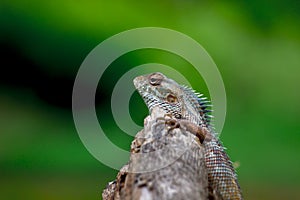 The oriental garden lizard, eastern garden lizard, bloodsucker or changeable lizard resting on a log