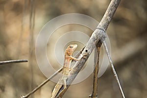 Oriental garden lizard, Eastern garden lizard or Changeable lizard on a branch