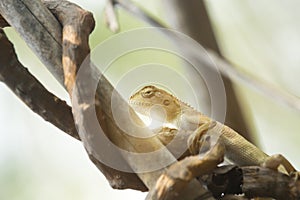 Oriental garden lizard, Eastern garden lizard or Changeable lizard on a branch