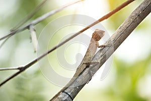 Oriental garden lizard, Eastern garden lizard or Changeable lizard on a branch