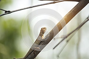 Oriental garden lizard, Eastern garden lizard or Changeable lizard on a branch