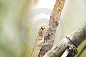 Oriental garden lizard, Eastern garden lizard or Changeable lizard on a branch