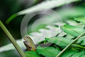 Oriental garden lizard, Eastern garden lizard, Changeable lizard Calotes mystaceus in the forest. Reptiles animal. Green