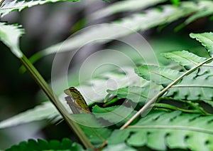 Oriental garden lizard, Eastern garden lizard, Changeable lizard Calotes mystaceus in the forest. Reptiles animal. Green