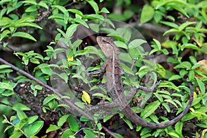 Oriental garden lizard, Eastern garden lizard, Changeable lizard Calotes versicolor ,The chameleon clings to the tree wall