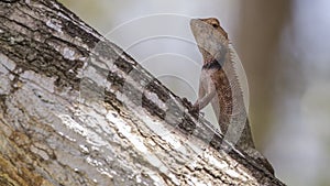 Oriental garden lizard - Eastern Garden Lizard Resting On Tree Trunk