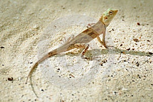 Oriental garden lizard