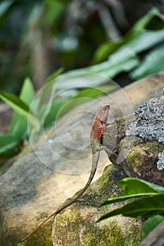 Oriental garden lizard in forest