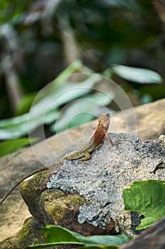 Oriental garden lizard in forest