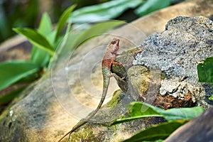 Oriental garden lizard in forest