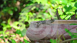 Oriental Garden Lizard Green Foliage Background