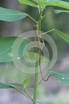 The Oriental Garden Lizard hangs on the tree.