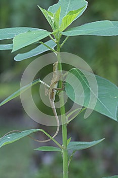 The Oriental Garden Lizard hangs on the tree.