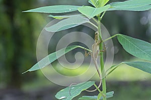 The Oriental Garden Lizard hangs on the tree.