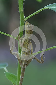 The Oriental Garden Lizard hangs on the tree.