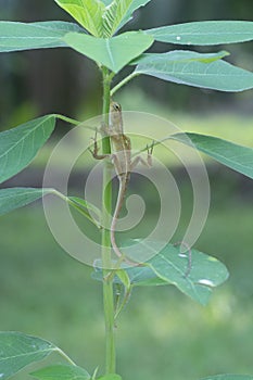 The Oriental Garden Lizard hangs on the tree.