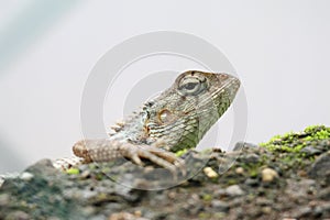 Oriental garden lizard Indian chameleon
