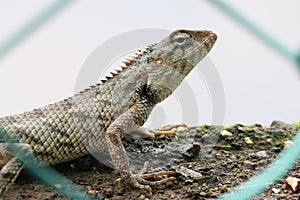Oriental garden lizard Indian chameleon