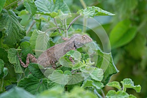 Oriental garden lizard or Indian garden lizard Calotes versicolor observed in the wetlands near Virar in Maharashtra photo