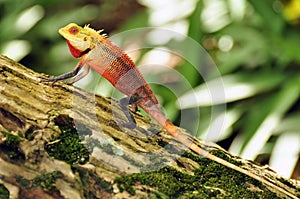 Oriental garden lizard