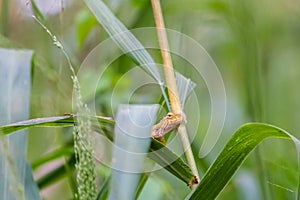 Oriental garden lizard in nature