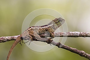 Oriental garden lizard in nature