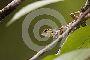 Oriental garden lizard in nature