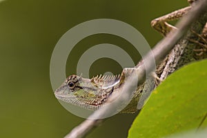 Oriental garden lizard in nature