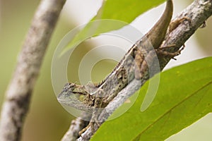 Oriental garden lizard in nature