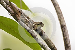 Oriental garden lizard in nature