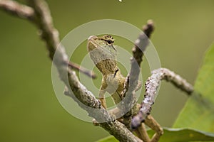 Oriental garden lizard in nature