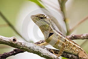 Oriental garden lizard in nature