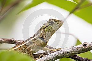 Oriental garden lizard in nature