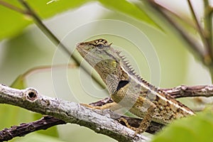 Oriental garden lizard in nature