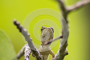 Oriental garden lizard in nature