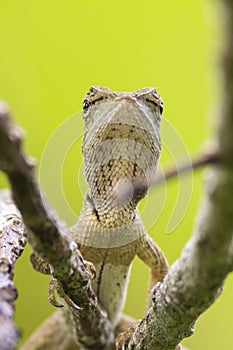 Oriental garden lizard in nature