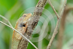 A oriental garden lizard in nature